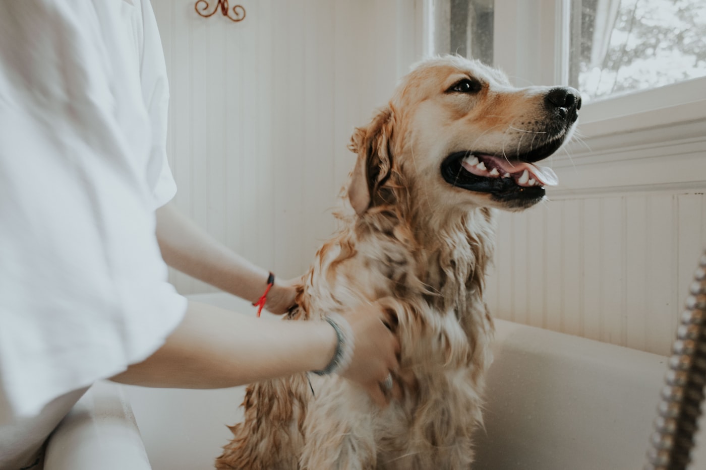 スタッフにケアされる犬