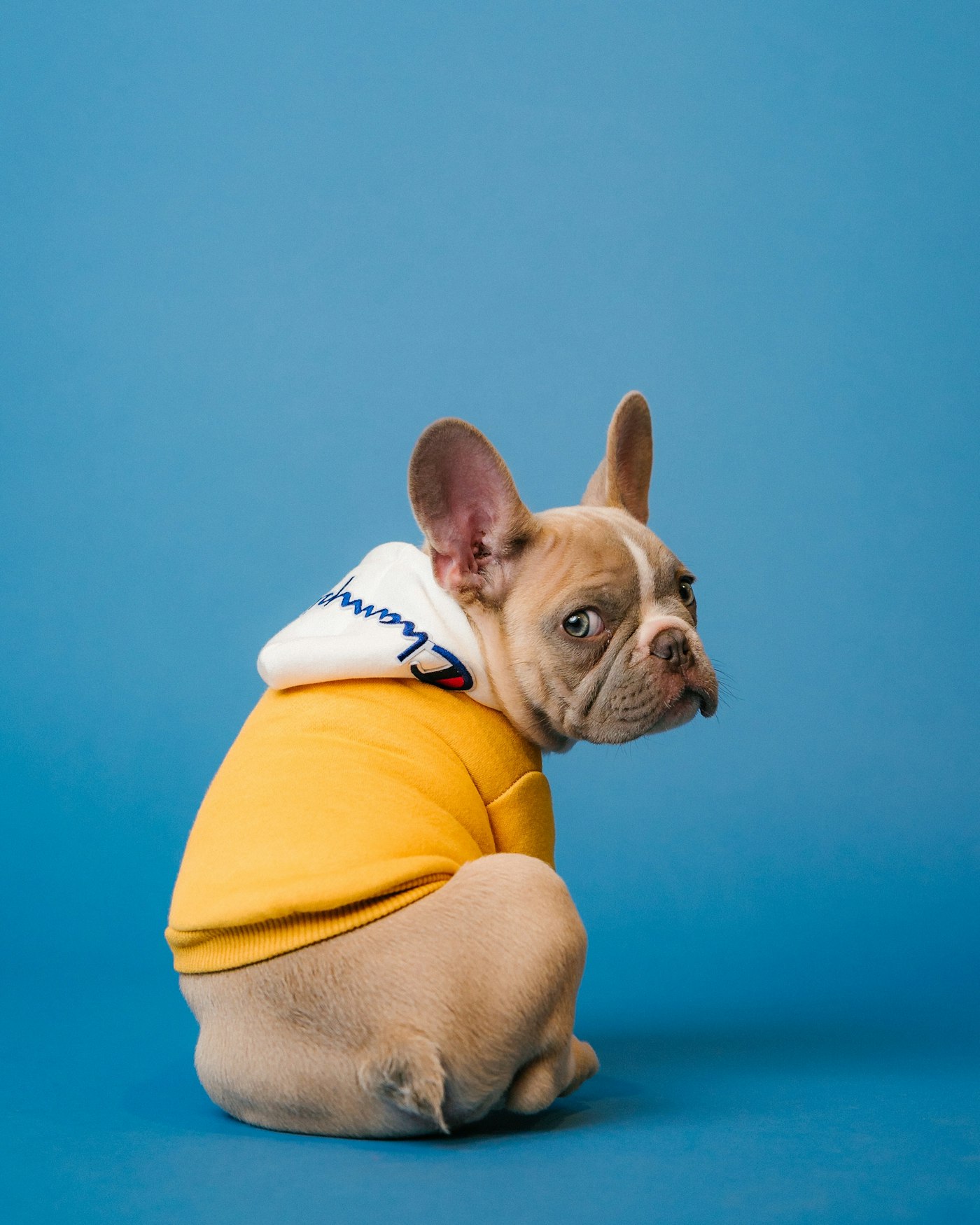 お洋服を着た子犬