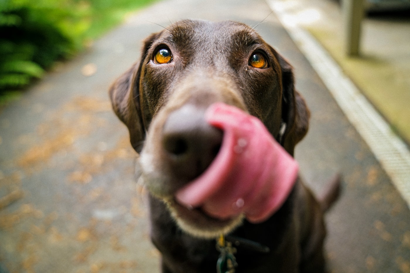 おやつを待つ犬