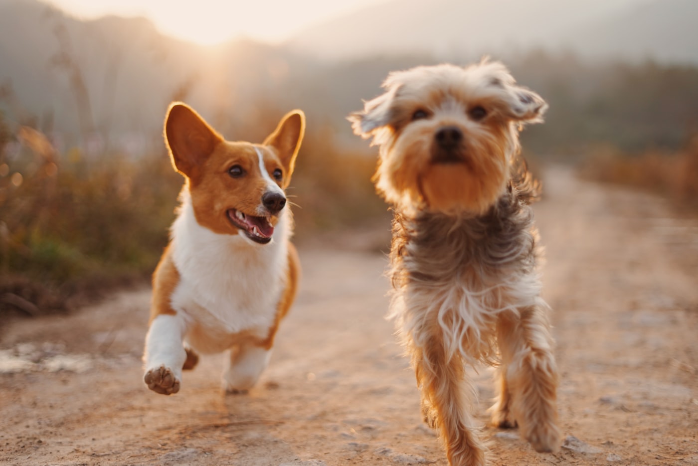夕暮れに走る2頭の犬