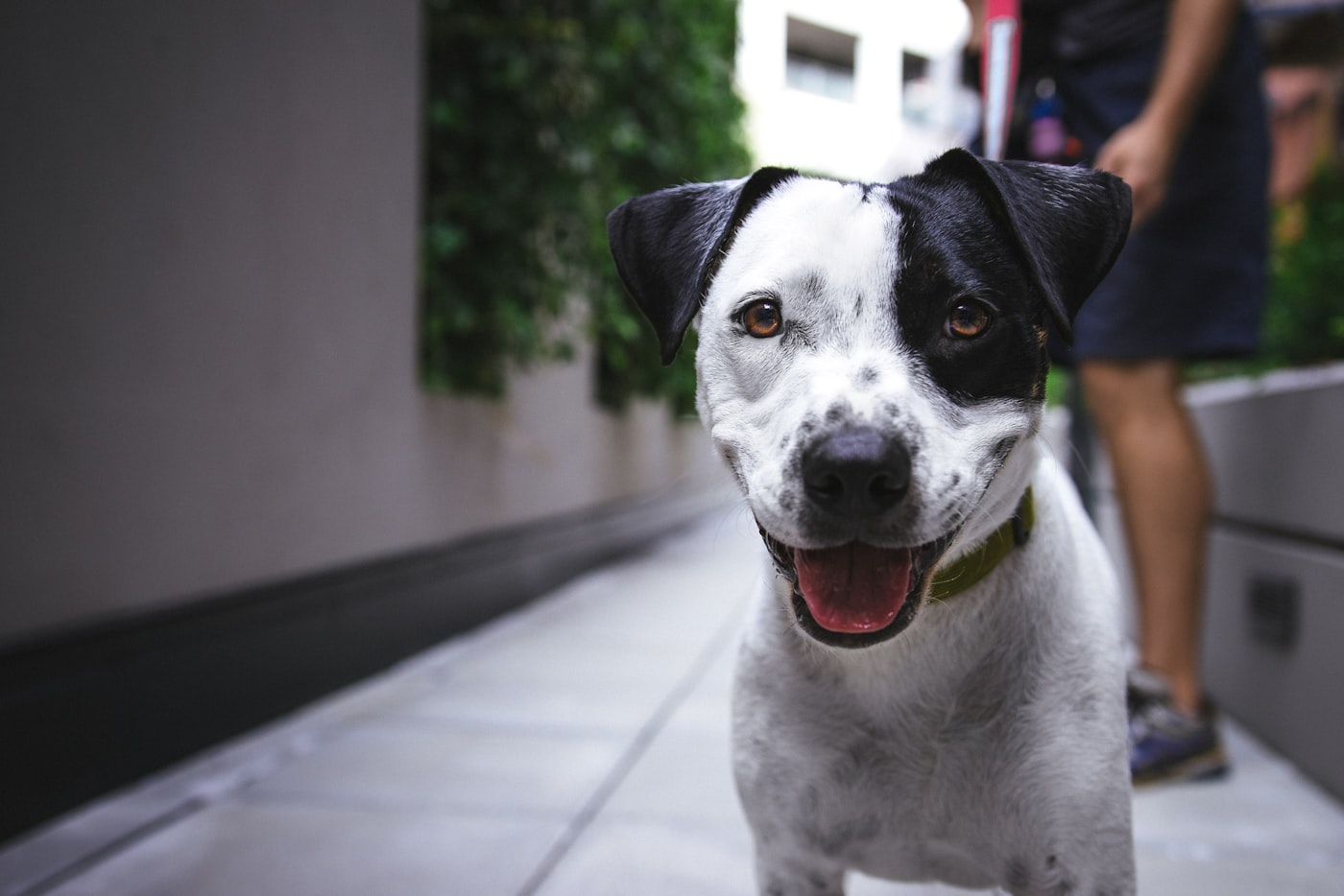 お散歩中の笑顔の犬